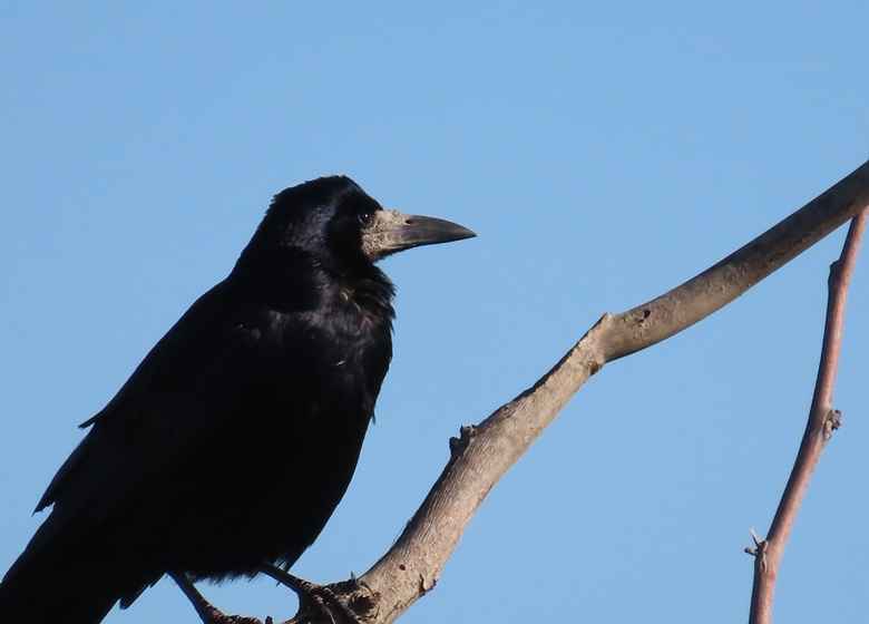 Rook